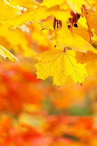 selective focus photography of a maple leaf thumbnail