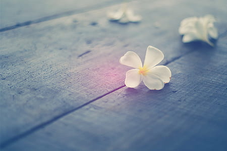 flowers, petals, blur, bloom thumbnail