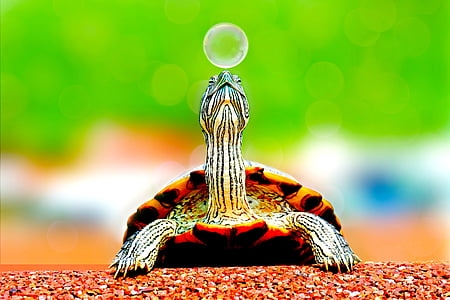 selective focus photography of turtle near bubble thumbnail