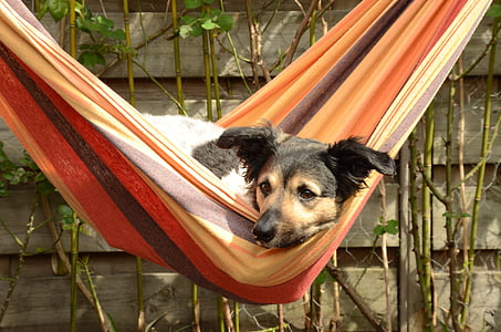 short-coated black, brown, and white dog on orange and black swing at daytime thumbnail
