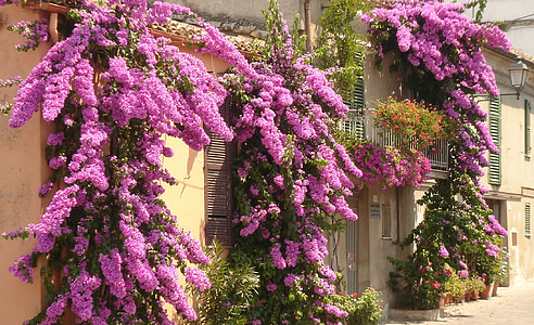 pink petaled flower on house wall thumbnail