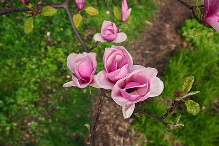 closeup photo of pink petaled flowers thumbnail