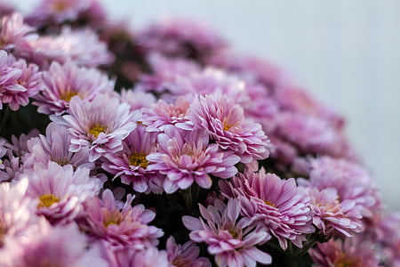 purple petaled flowers thumbnail