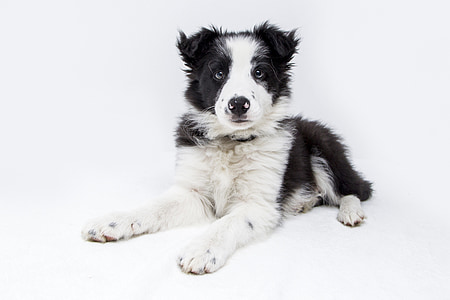 short-coated black and white puppy thumbnail