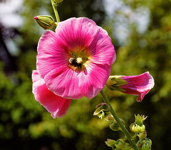 selective focus photography of pink petaled flowers thumbnail