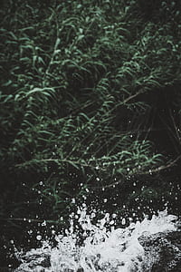 splash of water under green leaves thumbnail