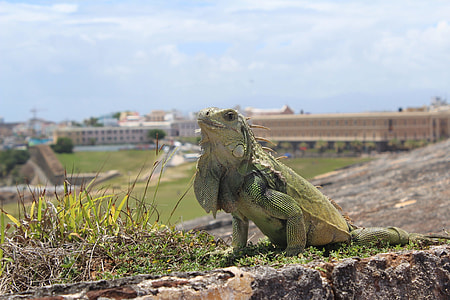 selective focus photography of green and yellow iguana on green grass at daytime thumbnail