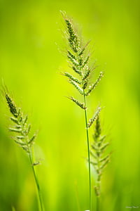 shallow focus photography of grass thumbnail