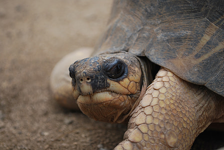 brown sea turtle on ground thumbnail