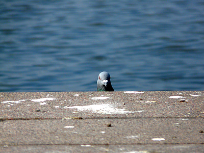 grey pigeon over grey concrete thumbnail