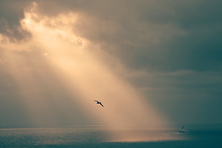 silhouette of bird hovering on body of water thumbnail