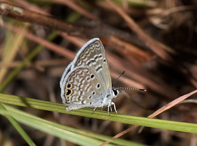 gray butterfly perching on grey leaf in close-up photography thumbnail