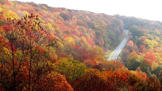 red and green leaf trees along gray concrete road thumbnail