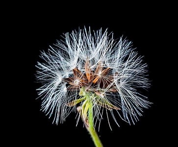 white dandelion thumbnail