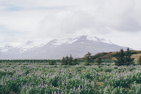 landscape photography of mountain with lavender field thumbnail