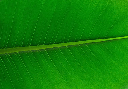 green leafed plant thumbnail