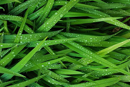 green grass with water drops at daytime thumbnail