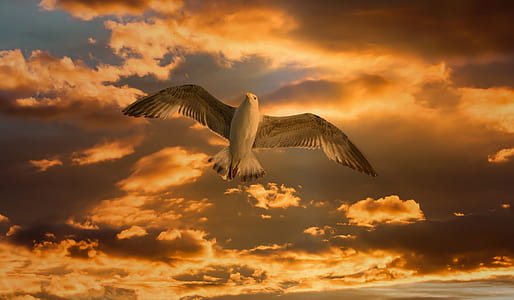 seagull in flight under cloudy sky thumbnail