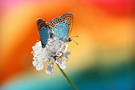 Pair of Butterflies thumbnail