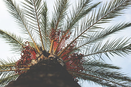 green leafed tree thumbnail