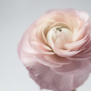 close up photography of pink flower thumbnail