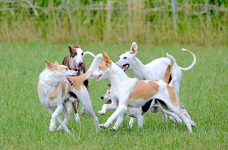 fun, dogs, running dog, playing dogs, romp, playing dog thumbnail