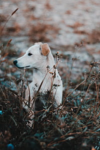 selective focus photography of white puppy lying on green leafed plants at daytime thumbnail