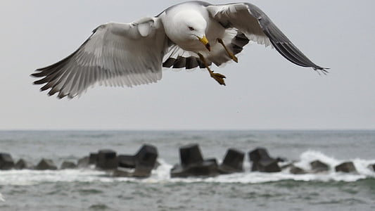 seagull flying near rock formation at daytime thumbnail