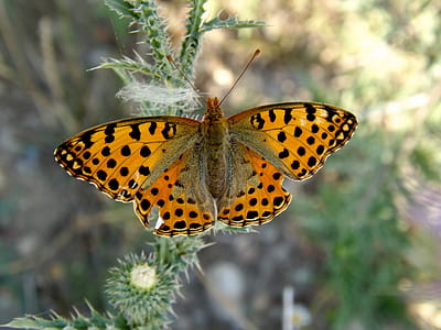 brown and black moth perching on green plants thumbnail