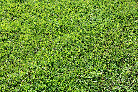 grass field during day thumbnail