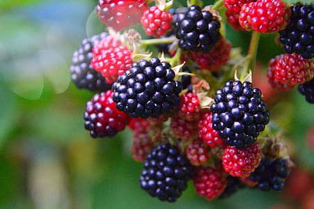 selective photo of blue and red berry fruits thumbnail