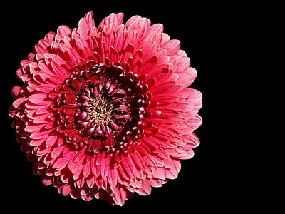 close-up photography of pink gerber daisy thumbnail