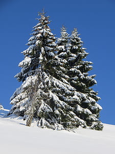 three pine trees covered with snow under blue sky thumbnail