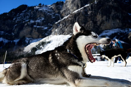 photo of black and white Siberian husky thumbnail
