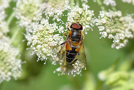 brown and black hoverfly shallow focus photography thumbnail