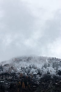 aerial photography of trees thumbnail