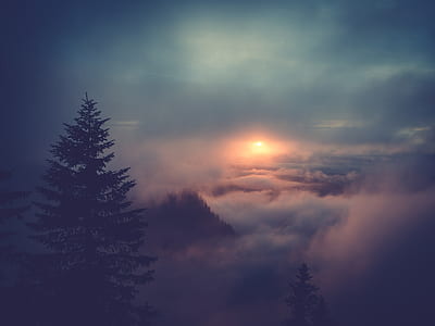 pine tree near misty area thumbnail