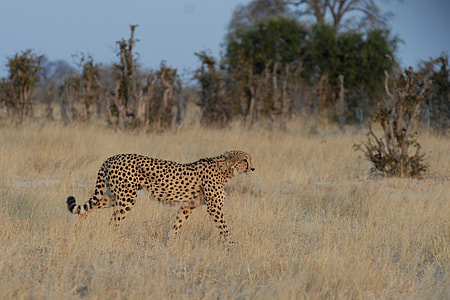 brown and black Cheetah on grass during daytime thumbnail