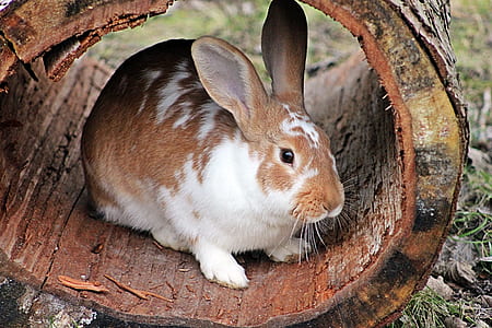 brown and white rabbit on tree log during daytime thumbnail