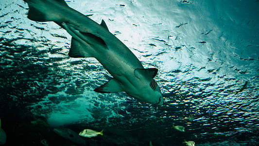 gray shark underwater thumbnail