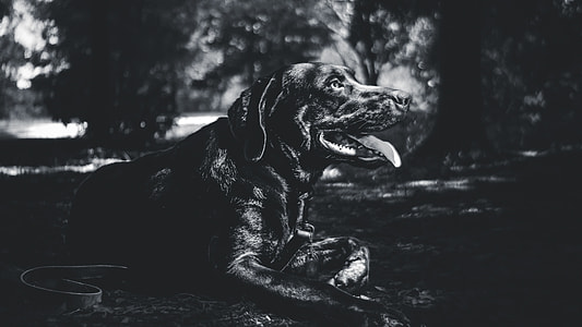 Atticus, Rests, dog, pet thumbnail