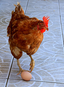 brown hen and egg thumbnail