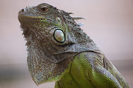 closeup photo of green iguana thumbnail
