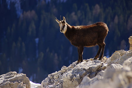 wildlife photography of brown and white mountain goat thumbnail