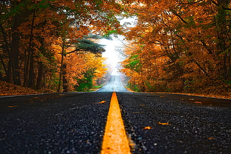 black concrete road path with green and brown trees thumbnail