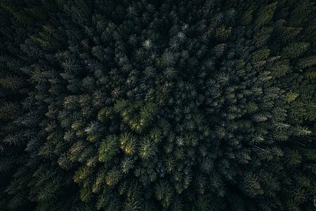 aerial photo of forests thumbnail