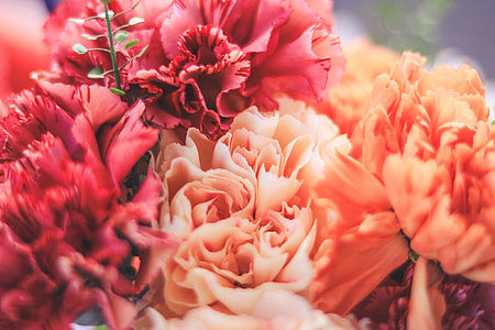 close up photo of red and pink flowers thumbnail