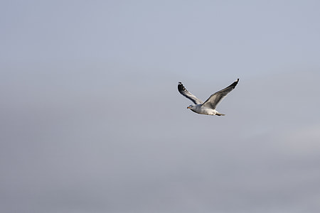 white bird flying under white clouds thumbnail