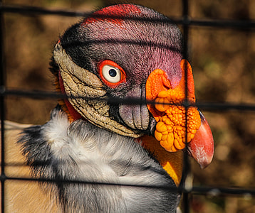 King Vulture, Bird thumbnail