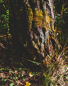 photo of green leafed plant beside tree thumbnail
